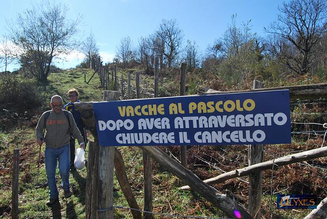 vacche al pascolo.JPG